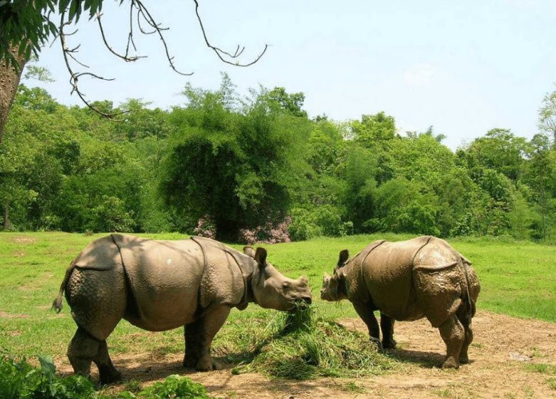 Nambor Wildlife Sanctuary, Karbi Anglong, Assam - Vushii.com